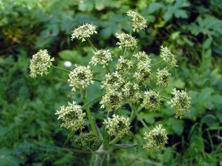Hogweed Siberia: foto, penerangan