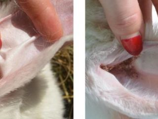 Enfermedad del oído en conejos: cómo tratarla