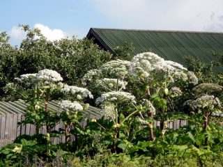 Fighting hogweed on the site: the best way