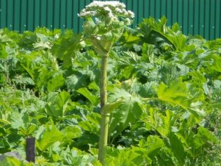 Why is it undesirable to spread Sosnowski's hogweed?