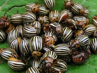 Rimedi popolari per lo scarabeo della patata del Colorado 