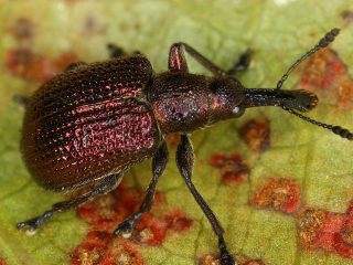 Strawberry pests: photos and their treatment