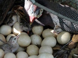 Per quanti giorni una faraona cova le uova?