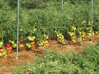 Growing tomatoes in open ground and greenhouses in the Moscow region