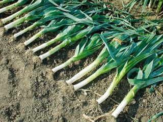 When to Harvest Leeks