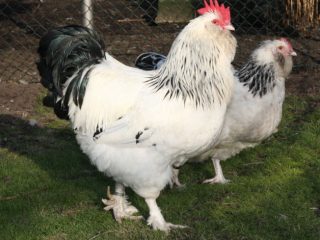 Chickens Faverol: description, photos, reviews