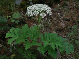 Hogweed: fotografia rastlín, popáleniny