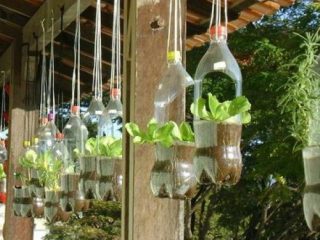 Growing strawberries in plastic bottles