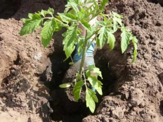 Growing tomatoes in open ground