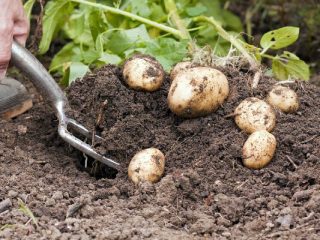 When can you dig new potatoes?