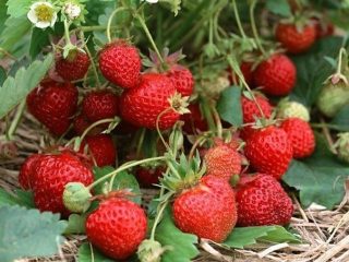 Strawberi terbaik untuk wilayah Moscow: ulasan