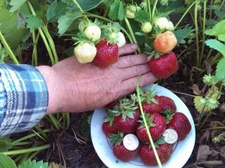 Aardbeien bemesten in het voorjaar