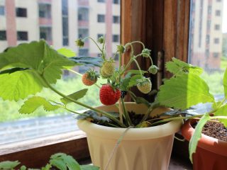 Strawberries at home