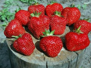 Aardbeienfestival