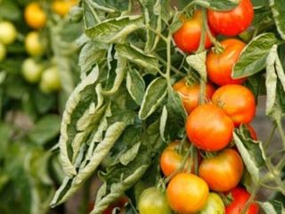Why do tomato leaves curl?