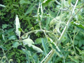 What to do if tomato leaves curl in a boat
