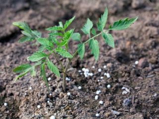Nitrogen fertilizers for tomatoes