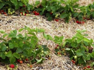 Technology for growing strawberries in open ground