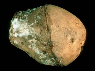 Potato diseases and their control