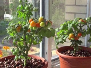 Cherry tomatoes: growing