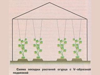 Cucumbers in a greenhouse: bush formation, diagram