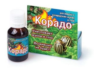 Ako chovať Corado z Colorado chrobáka