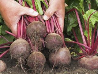 When to remove beets from the garden for storage