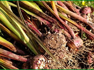 Gladioli: cleaning in autumn