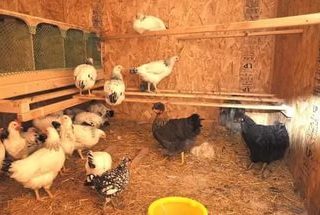 How to set up a chicken coop
