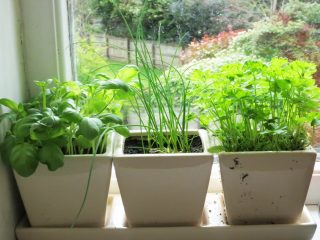 Greens at home in winter