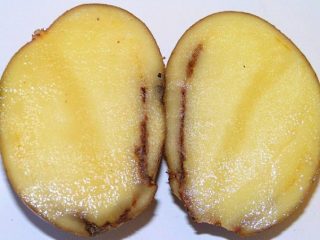 Potato ring rot control measures