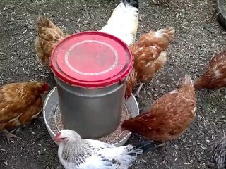 كيف تصنع مغذية للدجاج بيديك 
