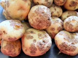 Scab on potatoes: how to fight