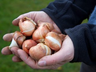 Hvordan lagre tulipanløker om vinteren hjemme