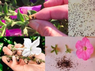 Hvordan samle frotté petunia frø