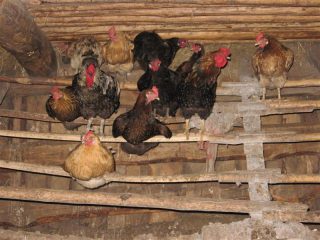 Gallinero de bricolaje para 15 gallinas