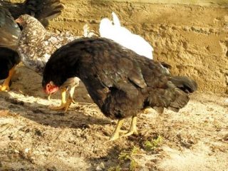 Enfermedad de Marek en pollos: síntomas, tratamiento + fotos.