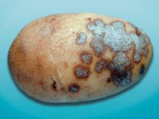 Potato Alternaria: photo, description and treatment