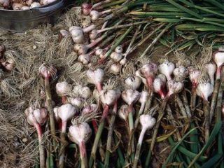When to dig up winter garlic