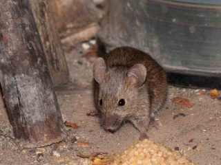 How to catch a rat in a chicken coop