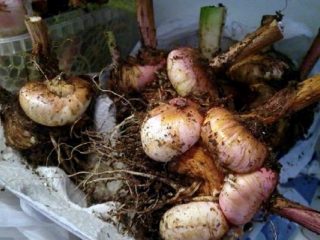 Come preparare i gladioli per l'inverno