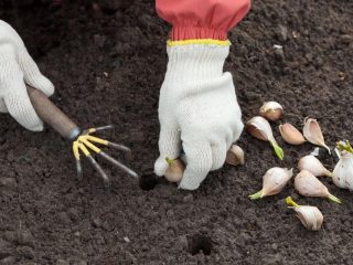 When to plant garlic in the fall