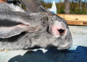 Mixomatosis en conejos: causas, tratamiento.