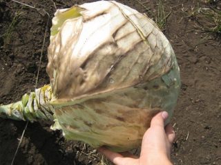 Do I need to remove the lower leaves of cabbage?