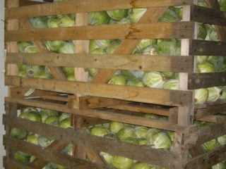 Storing cabbage in the cellar for the winter