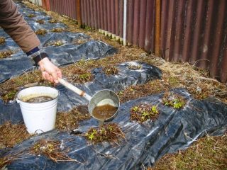 How to fertilize strawberries in the fall