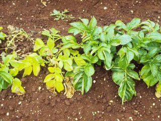 Potato tops wither: what to do