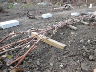 Refugio de uvas para el invierno en la región de Moscú.
