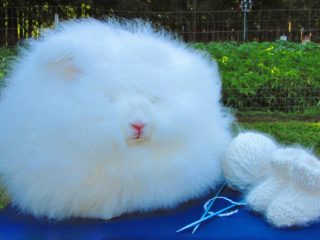 Conejo decorativo de angora