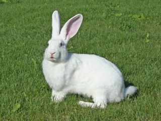 Biely obrovský králik: popis plemena, charakteristika + foto